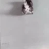 Cada vez mais gatinhos animados 12