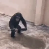 Monitos Graciosos 7