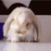 Funny Animals 15