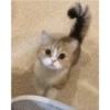 Kucing gemezz 7