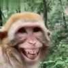 Animated memes 14