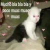 💕😻Gatitos De Amor😻💕 8