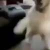 Animados tiktoks 7