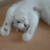 Cada vez mais gatinhos animados 16