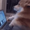 🐶 Perritos Mov. 2 🐾 17