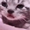 Cada vez mais gatinhos animados 17