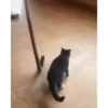 Gatos animados 3 23