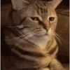 GATOS CURA DEPRESIÓN🙀💕Animados 9