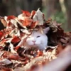 🐾❤️Gatitos para ti😻😽 5