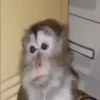 बंदर 20