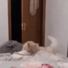 Animalitos Reacciones MOV 8