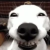 Cachorrinhos fofos 7
