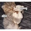 Kucing 6
