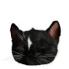 Kucing Gemoy <3 12