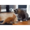 Gatos animados 2 5