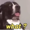 WTF***🤯 6