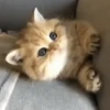 Kucing gemezz 6