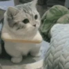 GATOS CURA DEPRESIÓN🙀💕Animados 16