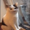 Varios Para Tu Chat 10