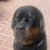 🎵 TIKTOKeando 3🎵 16
