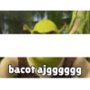 Shrek tengil 14