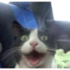 Gatos animados 2 4