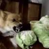 🐶 Perritos Mov. 2 🐾 18