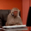 Monos_random_2 11
