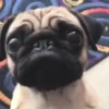 Cachorrinhos fofos 6