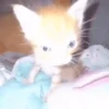 Cada vez mais gatinhos animados 8