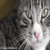 Gatitos 10