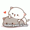 Cute peach cat 15