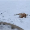 анимация для вас 12