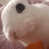 Conejos Random 🐇🐰 11