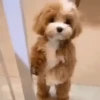 Animalitos Reacciones MOV 6