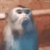Monitos Graciosos 12