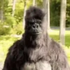 Animated animals 14