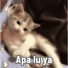 Kucing 10