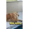 Scobar 2.0 22