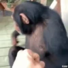 Monitos Graciosos 20