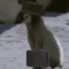 Animales Funny🌈⭐ 18