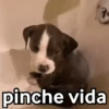😈 Randoms con frases 🤨😂 14