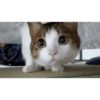 Gatos animados 2 12