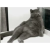 Gatos animados 2 29