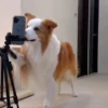 🎵 TIKTOKeando 3🎵 18