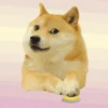 🤪Doge Random🐶 15