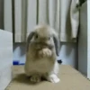 Conejos Random 🐇🐰 14