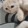 Animalitos Reacciones MOV 11