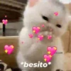💕😻Gatitos De Amor😻💕 14