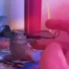 Animalitos Reacciones MOV 24